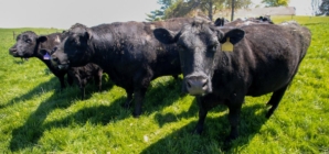 Iowa soybean farmers lost China as a buyer. Cattle was their backup plan — then Trump announced plans to import more beef