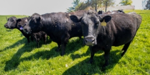 Iowa soybean farmers lost China as a buyer. Cattle was their backup plan — then Trump announced plans to import more beef
