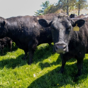 Iowa soybean farmers lost China as a buyer. Cattle was their backup plan — then Trump announced plans to import more beef