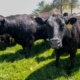 Iowa soybean farmers lost China as a buyer. Cattle was their backup plan — then Trump announced plans to import more beef