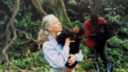 Jane Goodall, primatologist and chimpanzee researcher, dies at 91