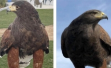 One of two hawks stolen from SoFi Stadium during Rams game is found