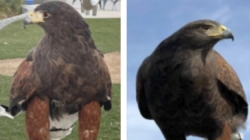 One of two hawks stolen from SoFi Stadium during Rams game is found