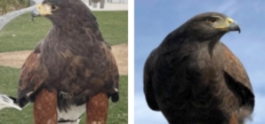 One of two hawks stolen from SoFi Stadium during Rams game is found