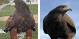One of two hawks stolen from SoFi Stadium during Rams game is found