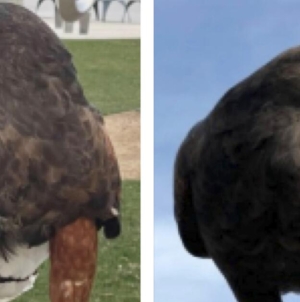 One of two hawks stolen from SoFi Stadium during Rams game is found