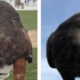 One of two hawks stolen from SoFi Stadium during Rams game is found