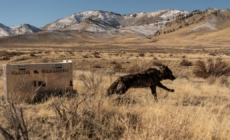 California euthanizes 4 gray wolves following cattle kills