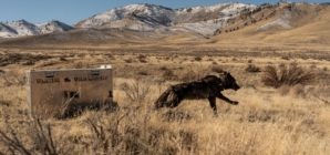 California euthanizes 4 gray wolves following cattle kills