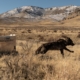 California euthanizes 4 gray wolves following cattle kills