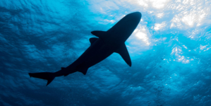 Minnesota woman dies following shark attack in U.S. Virgin Islands