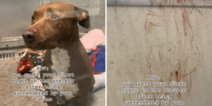 Hearts Break As Dog’s First Night in Shelter Leaves Her Covered in Blood – Newsweek