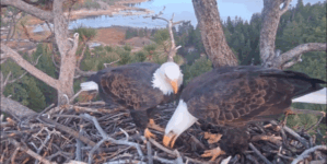 Second bald eagle egg laid at Big Bear Valley nest site in California
