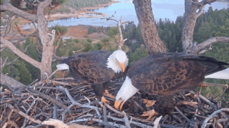 Second bald eagle egg laid at Big Bear Valley nest site in California