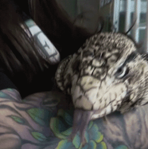 Exotic tegu ‘lizard in a blizzard’ found buried alive in Rhode Island snowstorm