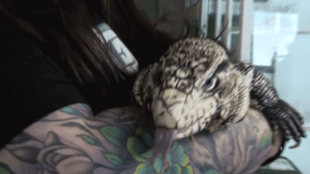 Exotic tegu ‘lizard in a blizzard’ found buried alive in Rhode Island snowstorm