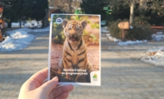 Species Conservation Mission: Csülök the Indian Rhino Moving to Poland