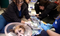 Pets needed help during L.A. fires. A new bill aims to assist