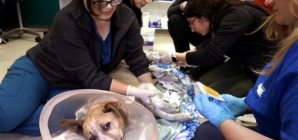 Pets needed help during L.A. fires. A new bill aims to assist