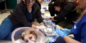 Pets needed help during L.A. fires. A new bill aims to assist