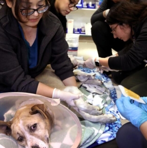 Pets needed help during L.A. fires. A new bill aims to assist