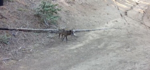 A wolf came to L.A. looking for love. On Valentine’s Day, she’s moved on