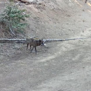 A wolf came to L.A. looking for love. On Valentine’s Day, she’s moved on