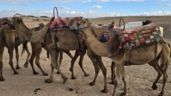 Across the waves of sand dunes of the former caravan routes of Morocco, tourists ride their quad bikes nowadays.