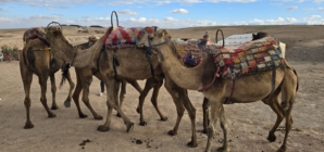 Across the waves of sand dunes of the former caravan routes of Morocco, tourists ride their quad bikes nowadays.
