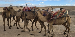 Across the waves of sand dunes of the former caravan routes of Morocco, tourists ride their quad bikes nowadays.
