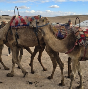 Across the waves of sand dunes of the former caravan routes of Morocco, tourists ride their quad bikes nowadays.