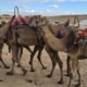 Across the waves of sand dunes of the former caravan routes of Morocco, tourists ride their quad bikes nowadays.