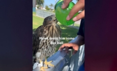 L.A. man behind bars for feeding alcohol to protected Cooper’s hawk