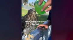 L.A. man behind bars for feeding alcohol to protected Cooper’s hawk
