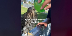 L.A. man behind bars for feeding alcohol to protected Cooper’s hawk