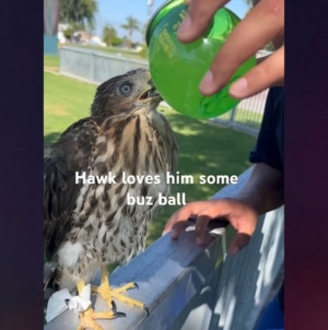 L.A. man behind bars for feeding alcohol to protected Cooper’s hawk