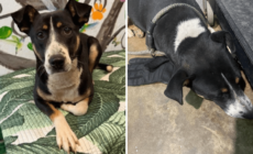 Shelter Finds Dumped Dog Clutching Glove Then Realizes Why She Won’t Let Go