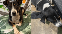 Shelter Finds Dumped Dog Clutching Glove Then Realizes Why She Won’t Let Go