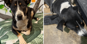 Shelter Finds Dumped Dog Clutching Glove Then Realizes Why She Won’t Let Go