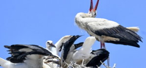 Spring Is Here: The First White Storks Have Arrived