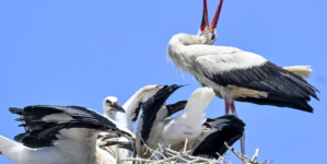 Spring Is Here: The First White Storks Have Arrived