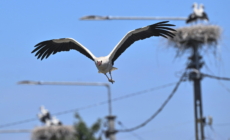 Warm Welcome for Immigrants: 3,300 Nests Prepared for Returning Storks