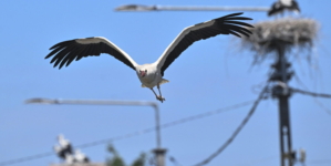 Warm Welcome for Immigrants: 3,300 Nests Prepared for Returning Storks