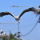 Warm Welcome for Immigrants: 3,300 Nests Prepared for Returning Storks