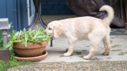 Where ‘Grounded’ Golden Retriever Puppy Chooses To Nap Melts Hearts