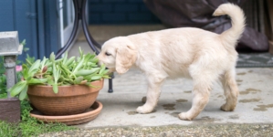 Where ‘Grounded’ Golden Retriever Puppy Chooses To Nap Melts Hearts