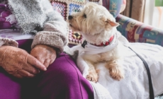 Vet Shares Top 3 Tips for Senior Pets, Including the ‘Hardest Rule’
