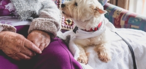 Vet Shares Top 3 Tips for Senior Pets, Including the ‘Hardest Rule’