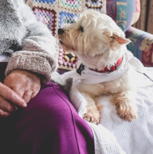 Vet Shares Top 3 Tips for Senior Pets, Including the ‘Hardest Rule’