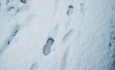 Couple Notices ‘Eerie’ Footsteps in Snow—Everyone is ‘Concerned’